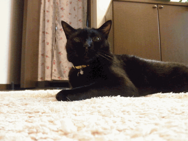 c0136736_19321898.gif