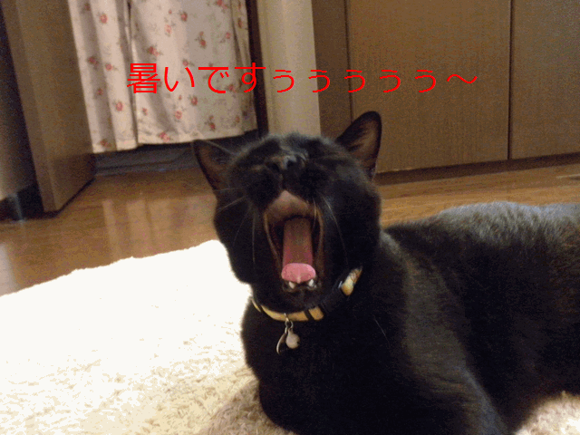 c0136736_1932514.gif