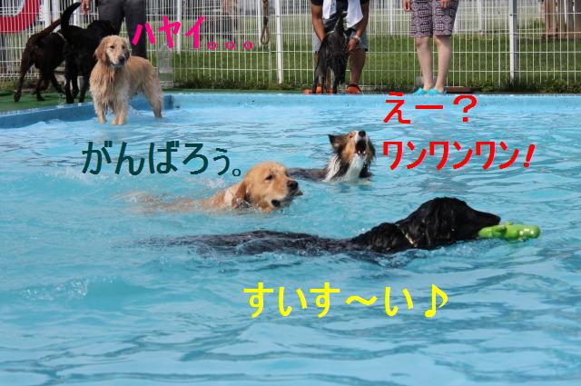 夏だ!プールだ!金メダルだ!泳ぎまくり_e0195743_15443041.jpg
