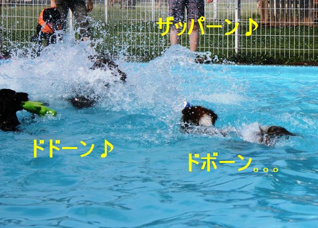 夏だ!プールだ!金メダルだ!泳ぎまくり_e0195743_15514596.jpg