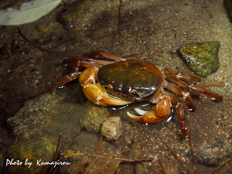 サカモトサワガニ　徳之島産_b0192746_20193481.jpg