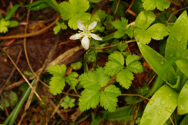 蝶ヶ岳の花たち（２）_b0144049_10171699.jpg