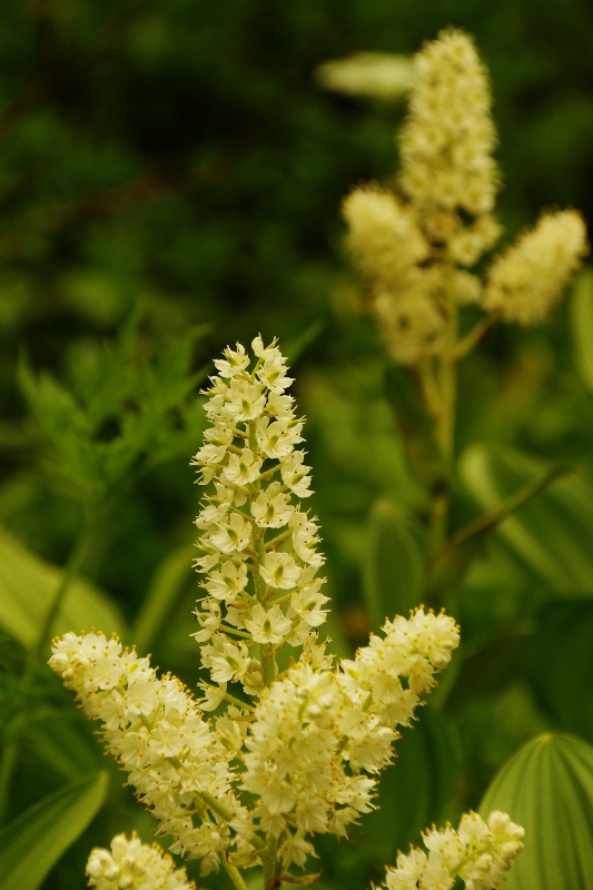 蝶ヶ岳の花たち（２）_b0144049_1255287.jpg