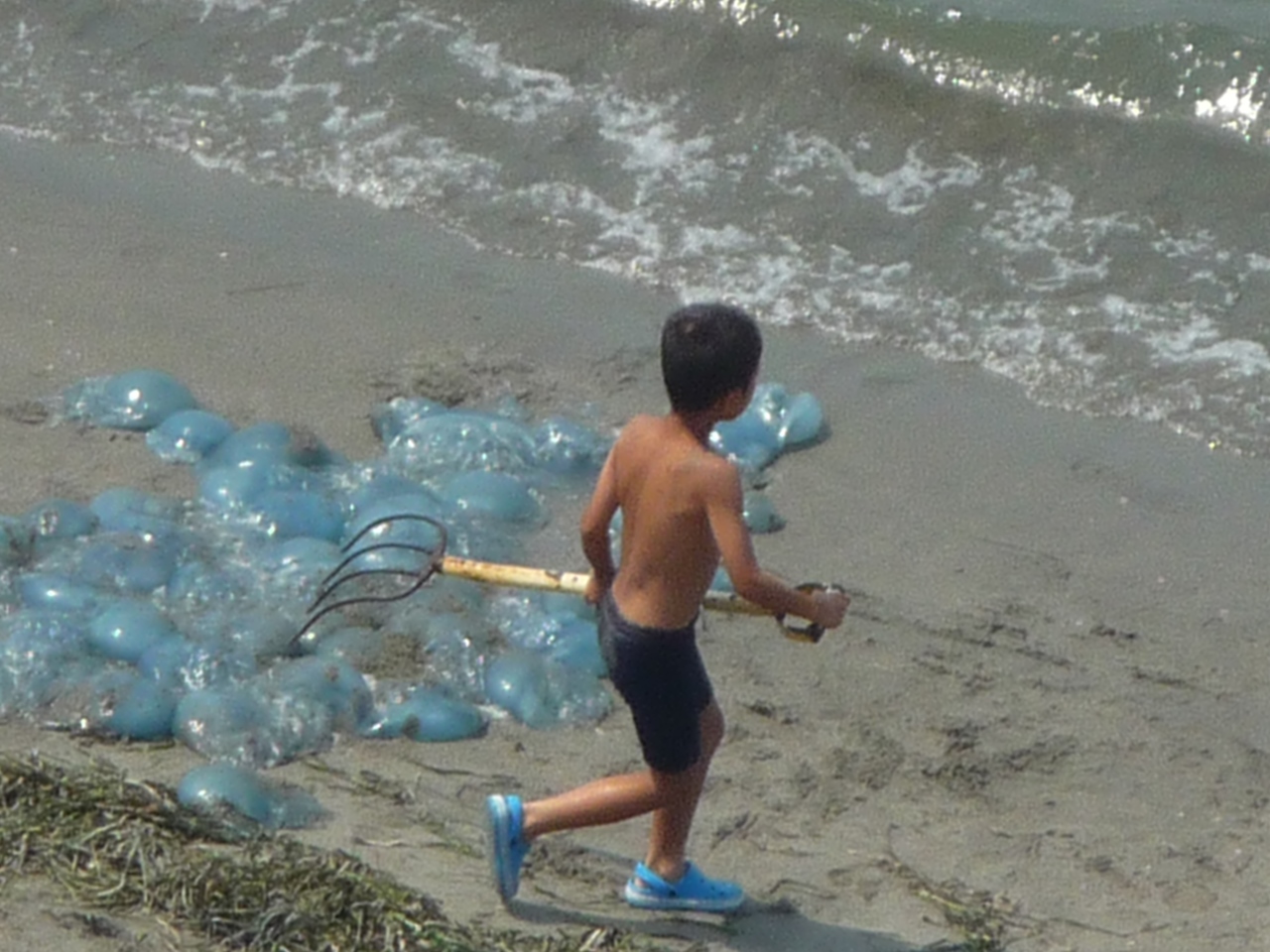 浜松市弁天島海浜公園内浜辺でクラゲ大発生_e0303653_1214084.jpg