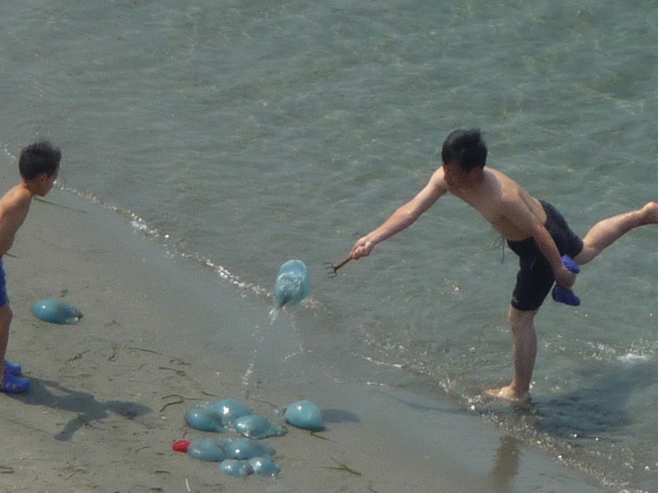 浜松市弁天島海浜公園内浜辺でクラゲ大発生 Monasaの草花通信