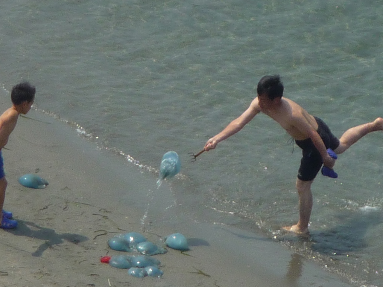 浜松市弁天島海浜公園内浜辺でクラゲ大発生_e0303653_12142674.jpg