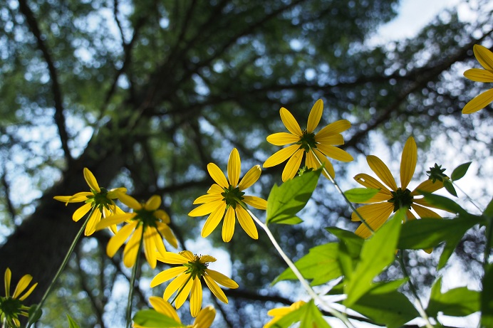 苔生す渓_c0237264_9124771.jpg