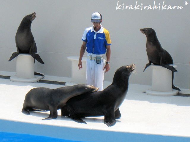 鴨川シーワールドの旅 鴨川シーワールド アシカパフォーマンス イルカパフォーマンス きらきらひかる 鴨川シーワールドの旅 鴨川シーワールド アシカパフォーマンス イルカパフォーマンス きらきらひかる