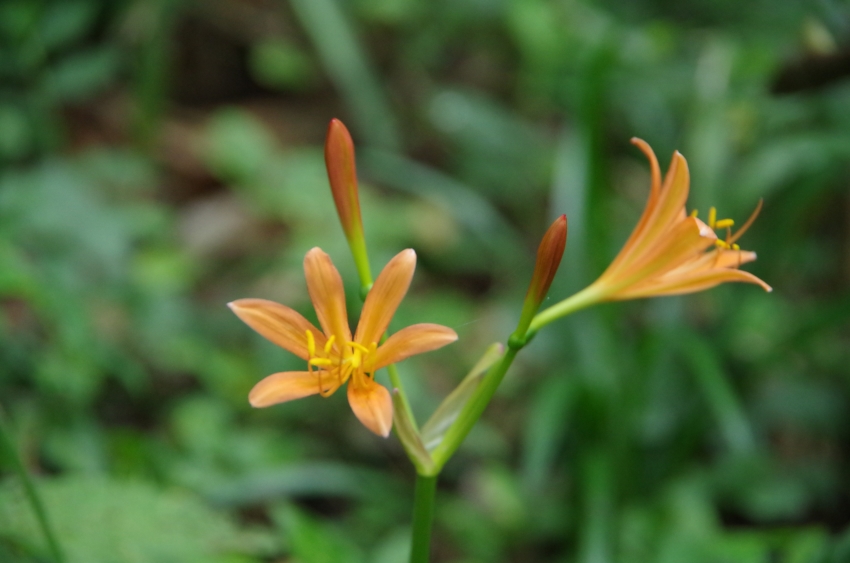 県立四季の森公園－１_d0031171_9111229.jpg