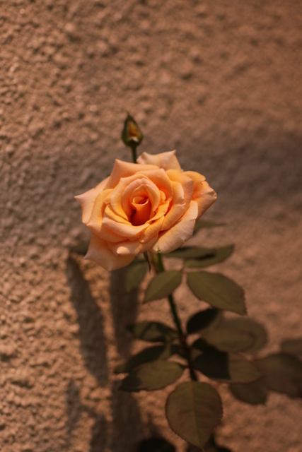 d0248502_63630.jpg