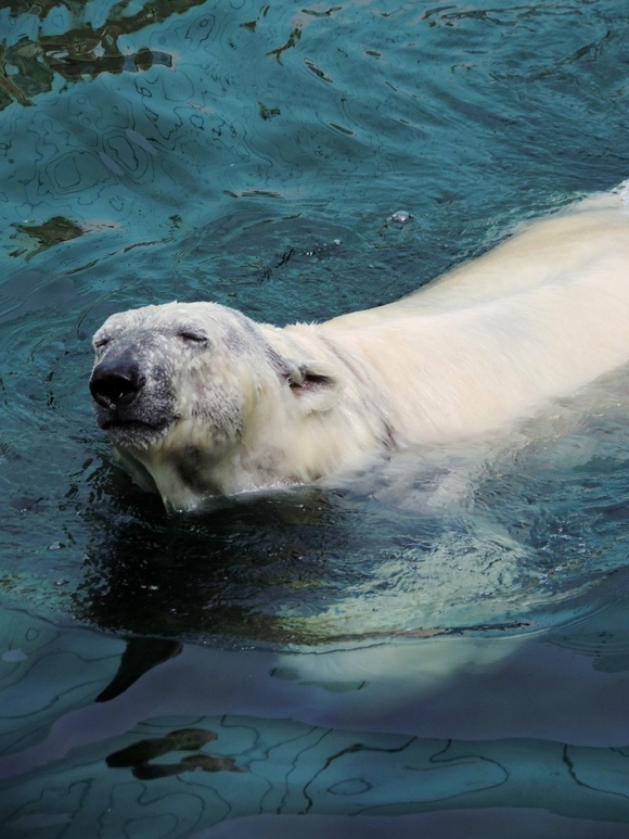 ツヨシの水遊び ｜ 釧路市動物園_e0319302_162127.jpg