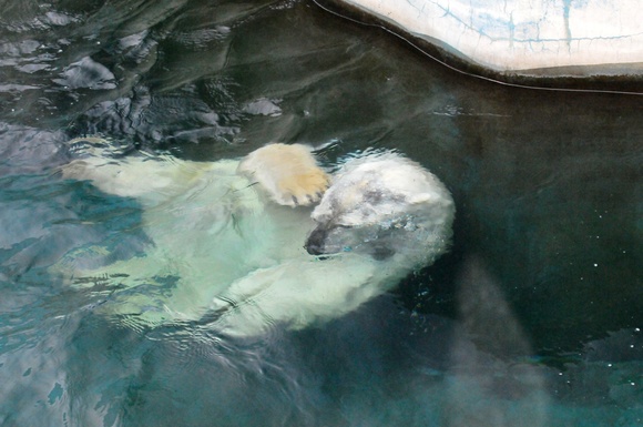 ツヨシの水遊び ｜ 釧路市動物園_e0319302_1622443.jpg