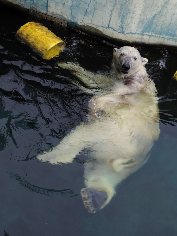 ツヨシの水遊び ｜ 釧路市動物園_e0319302_1644276.jpg