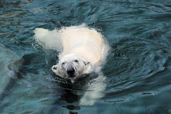 ツヨシの水遊び ｜ 釧路市動物園_e0319302_1654945.jpg