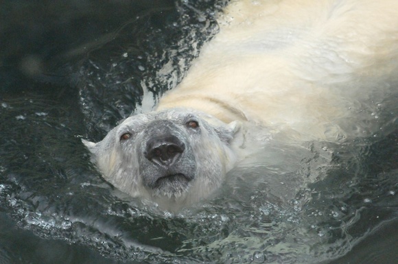 ツヨシの水遊び ｜ 釧路市動物園_e0319302_166302.jpg