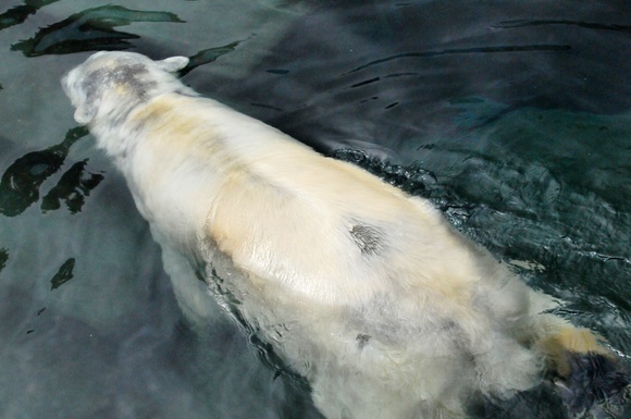 ツヨシの水遊び ｜ 釧路市動物園_e0319302_1693875.jpg