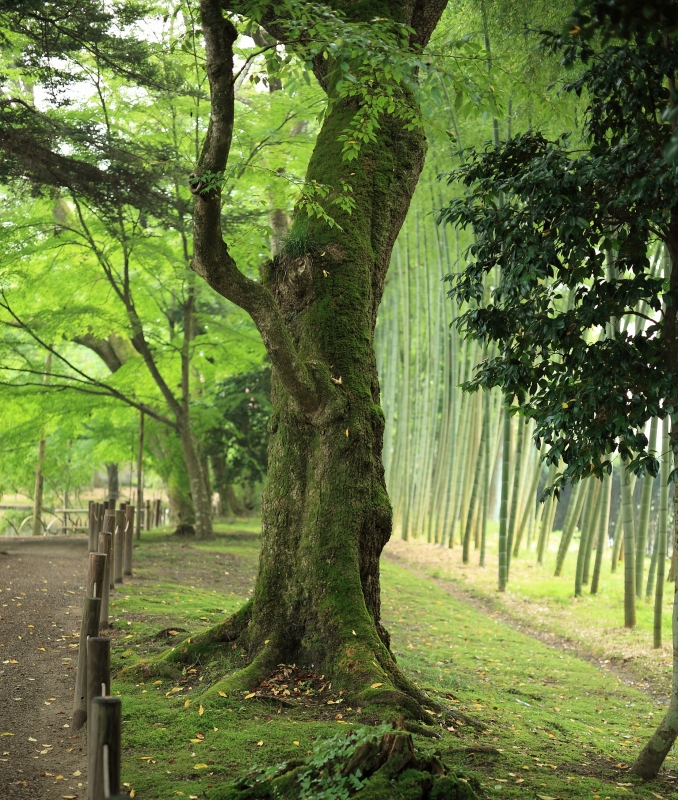 岩出山・旧有備館の庭園_b0050305_2254582.jpg