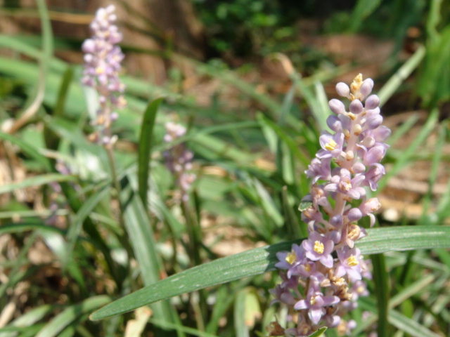 ヤブランの特徴と薄紫の小さな花…2013・8・10_f0231709_10534870.jpg