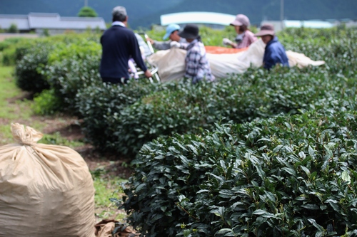 また、バタバタ茶へ_b0220318_22121310.jpg