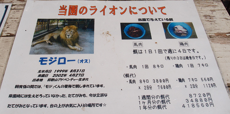 2013.6.29 池田動物園☆ライオンのモジロー【Lion】 : 青空に浮かぶ月