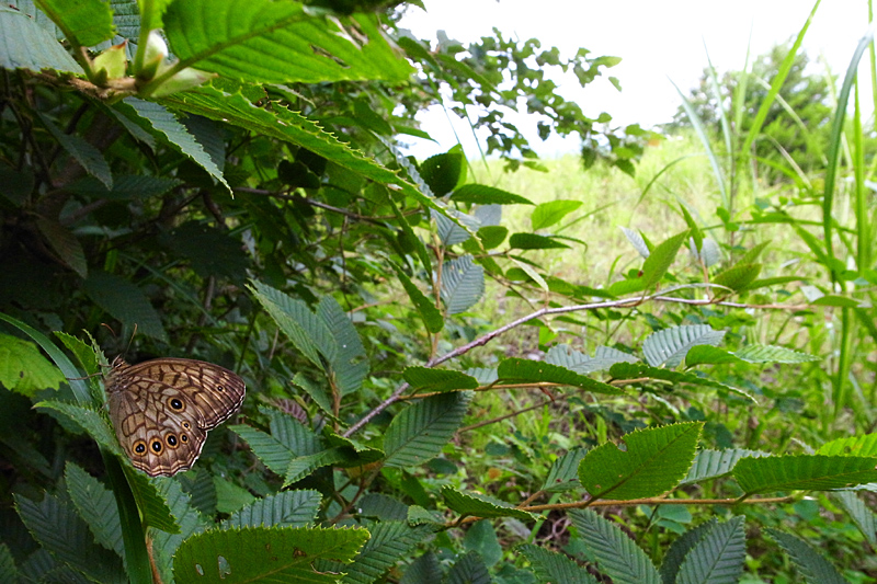 d0054625_90396.jpg