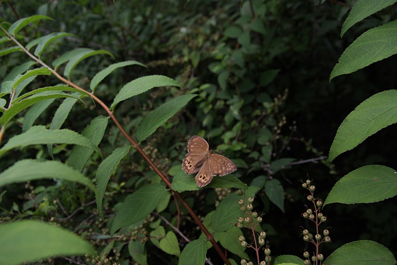 ２０１３年　８月上旬　富士山麓のチョウと神奈川のホソオチョウ_d0054625_90854.jpg