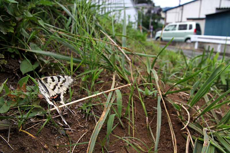 ２０１３年　８月上旬　富士山麓のチョウと神奈川のホソオチョウ_d0054625_9131395.jpg