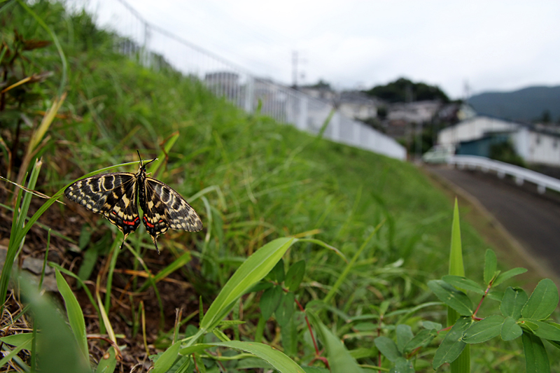 ２０１３年　８月上旬　富士山麓のチョウと神奈川のホソオチョウ_d0054625_9132026.jpg