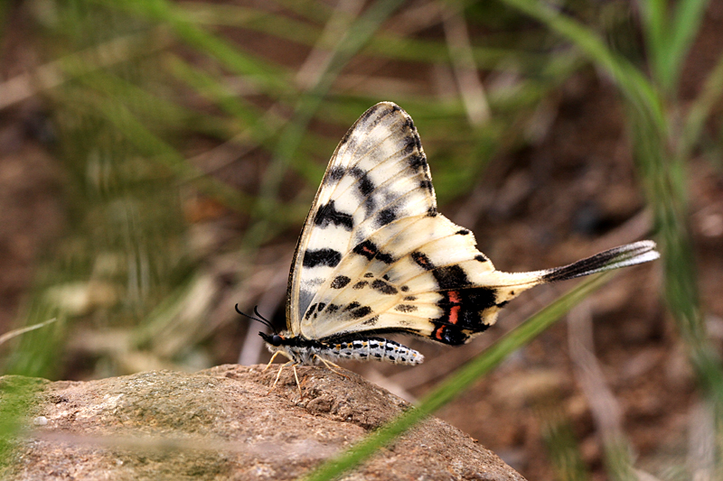d0054625_991728.jpg