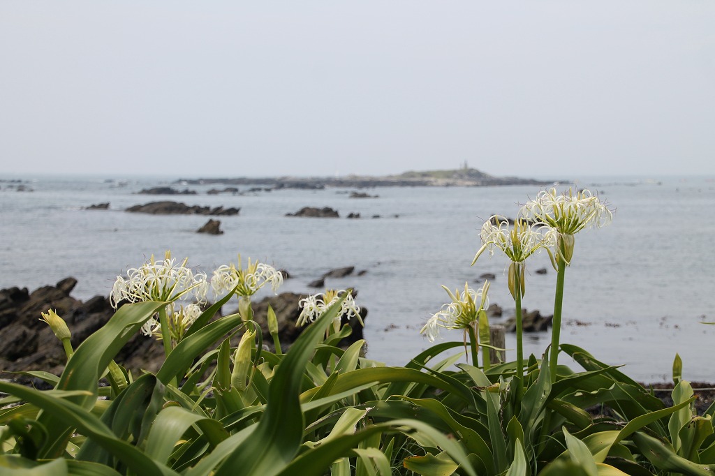 花　万葉集 萬葉花集 箱（約60枚入） – 三州総本舗オンラインショップ