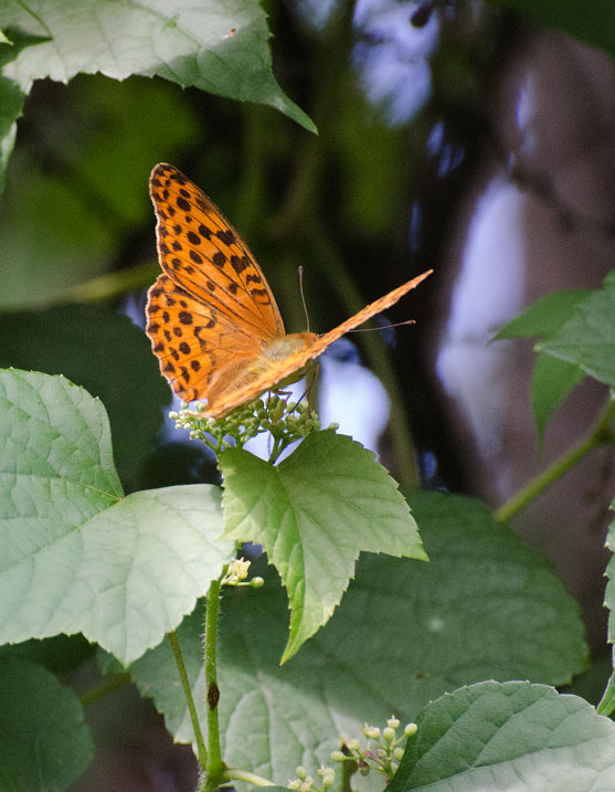 a0126632_8353698.jpg