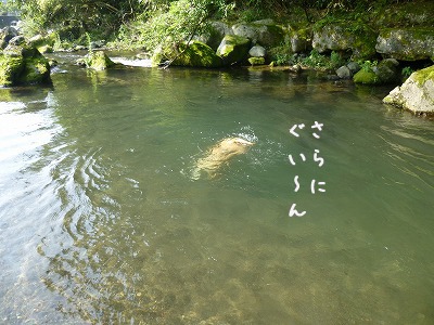 脱走兵の「あまちゃん」流血騒ぎ_a0167836_15222635.jpg