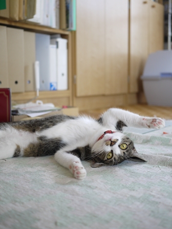 猫のお友だち まめちゃん編。_a0143140_057981.jpg