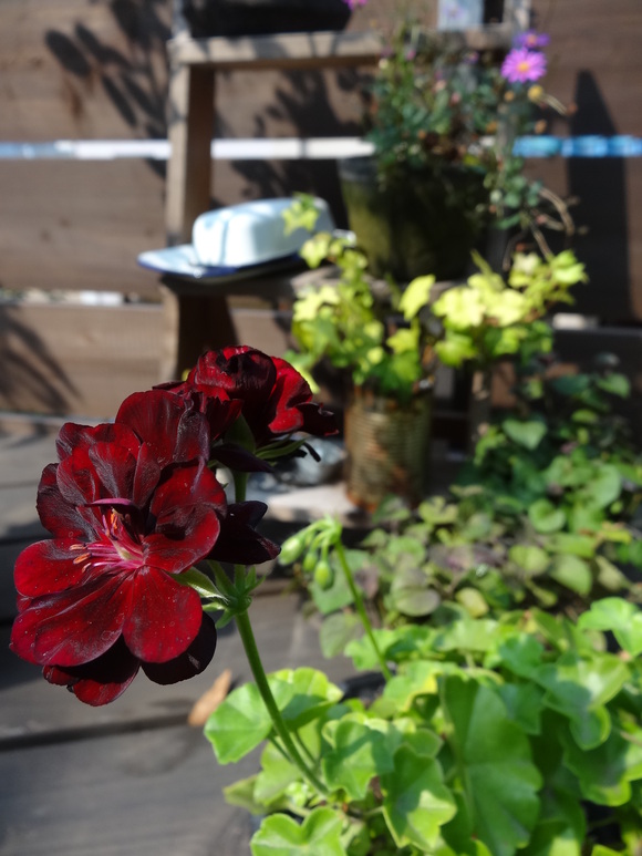 Petit jardin のコト_d0320840_9383227.jpg