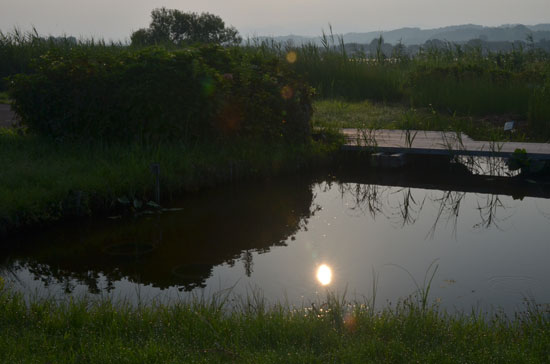 朝の木場潟湖(1)_c0093046_17384165.jpg