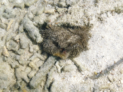 c0180460_862082.jpg