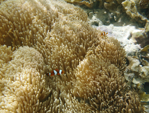 c0180460_883250.jpg