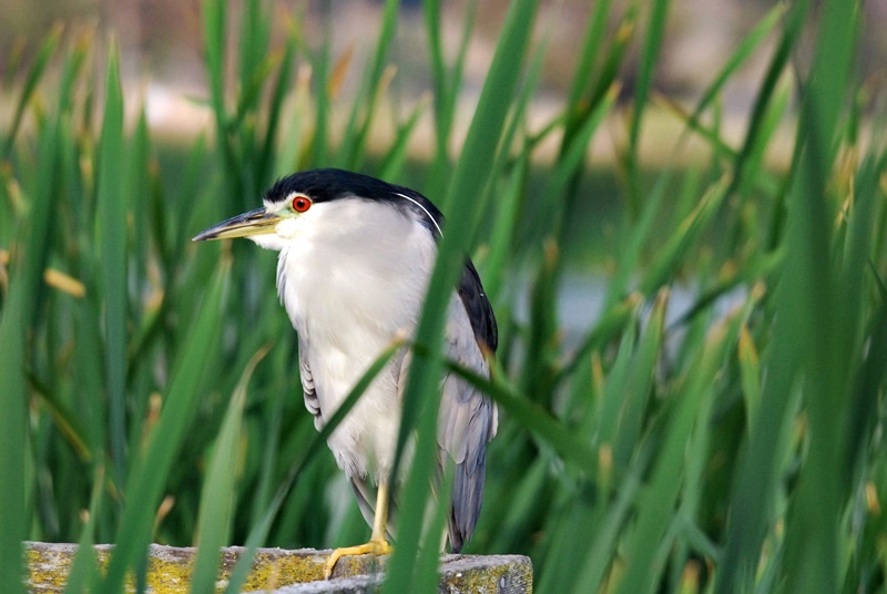 At  Las Gallinas _a0126969_5172957.jpg