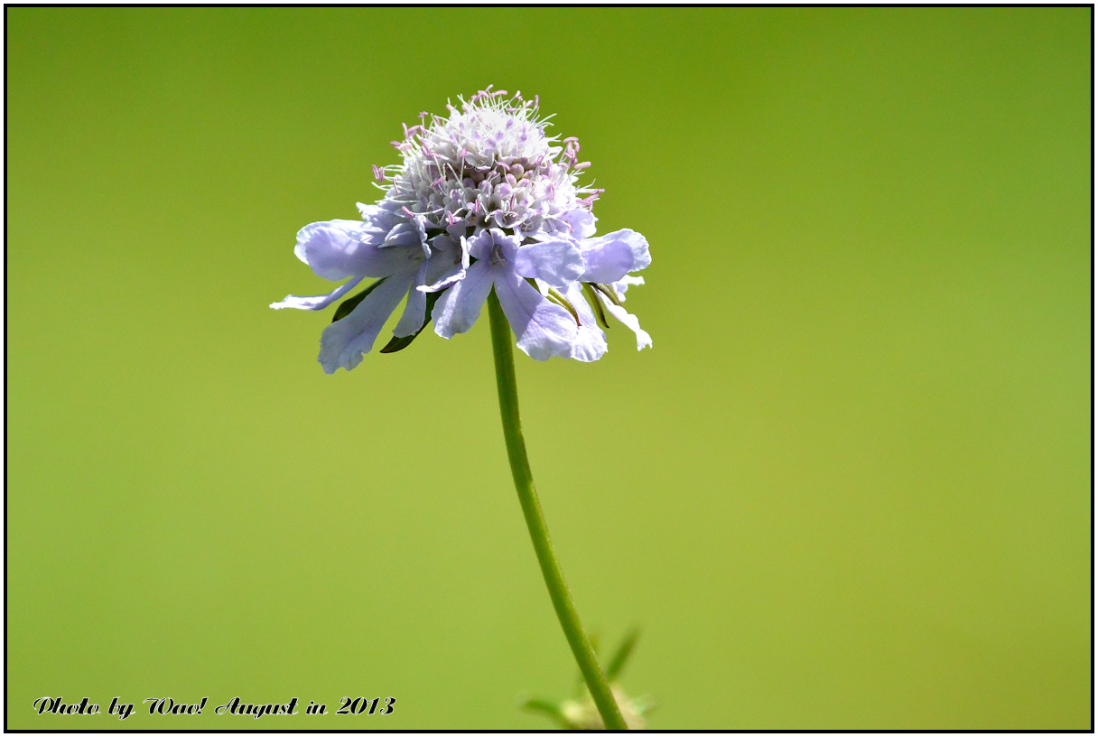 いつもの治部坂高原の花_c0198669_1701531.jpg