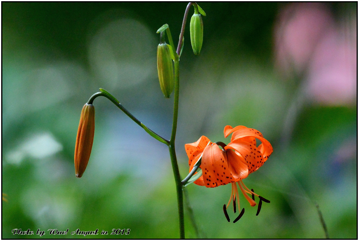 いつもの治部坂高原の花_c0198669_1761197.jpg