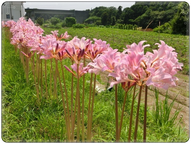 美しい花の画像 最高夏 水仙 花 言葉