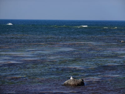 e0204795_9185223.jpg