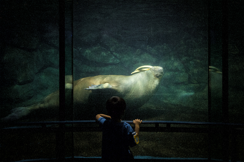 水族館_c0183200_1721853.jpg