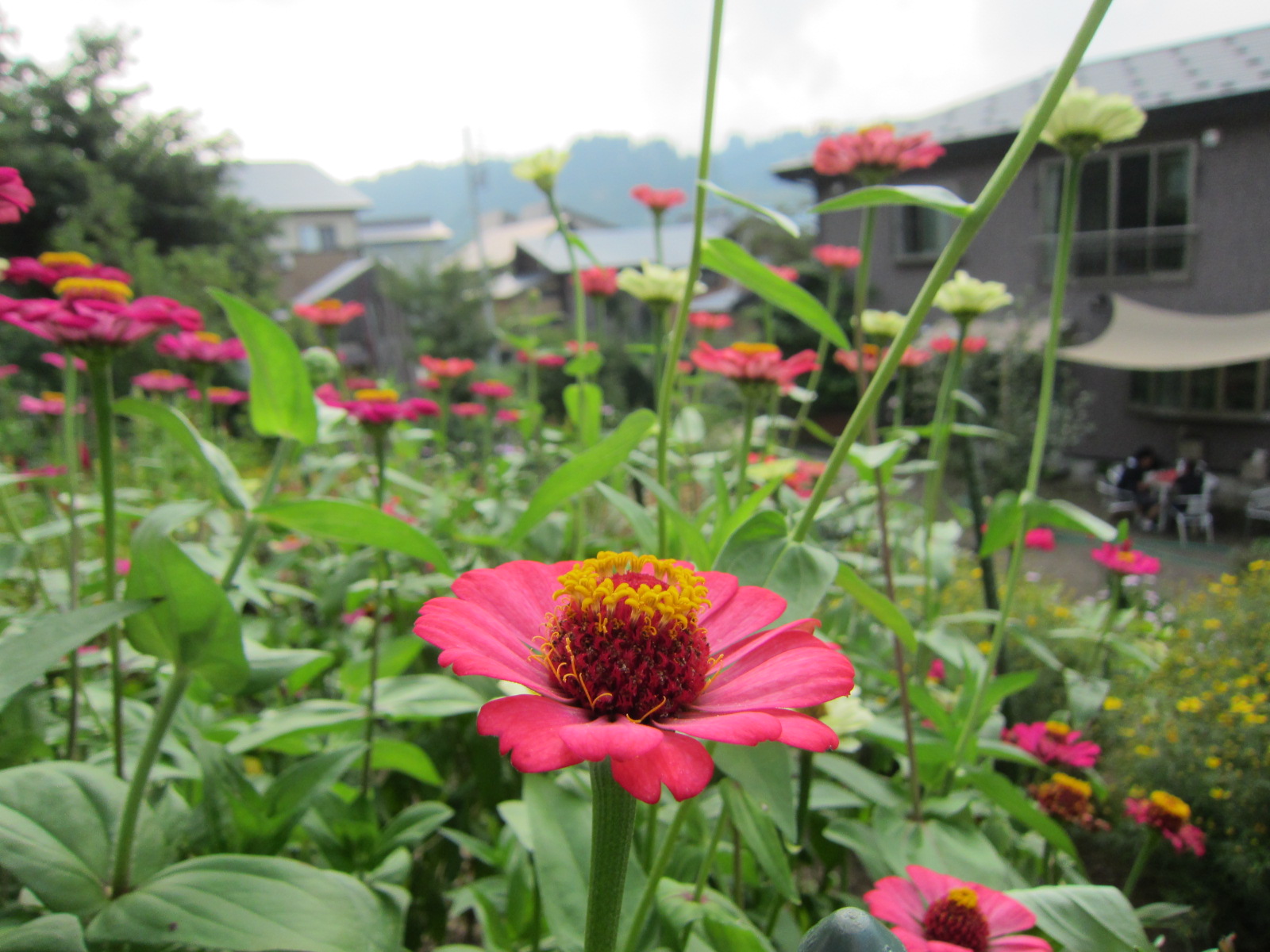 盆が来る_f0067514_2115166.jpg