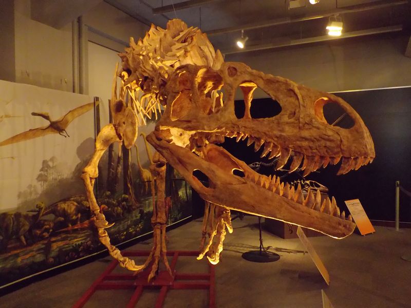 理科教育学会と博物館企画展示「ワニと恐竜」_c0025115_22151387.jpg