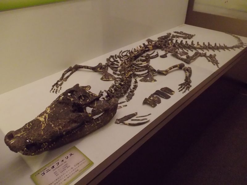 理科教育学会と博物館企画展示「ワニと恐竜」_c0025115_22152161.jpg
