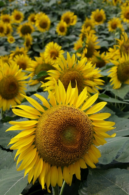 e0117318_20165396.jpg