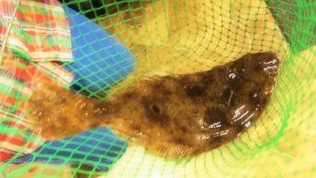 豚のアスパラ巻き竜田揚げ焼き&日本滞在記(9)釣った魚で乾杯_d0104926_231186.jpg