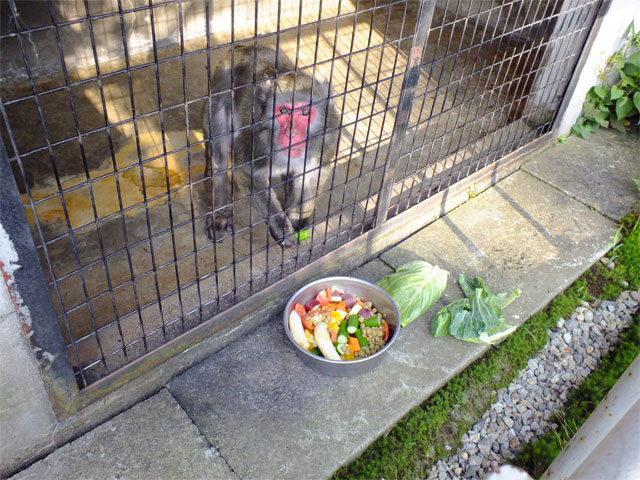 激・闘もろこし_a0179837_18172068.jpg