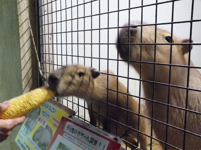 激・闘もろこし_a0179837_1845194.jpg